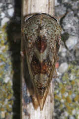 Cyrtolobus