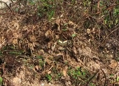 Papilio demoleus malayanus