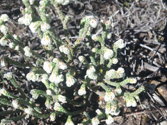 Erica xeranthemifolia