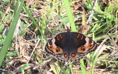 Junonia orithya wallacei
