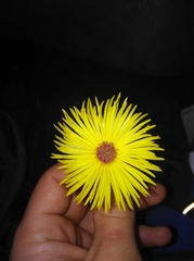 Cephalophyllum pillansii