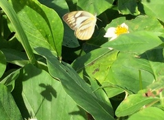 Appias libythea olferna