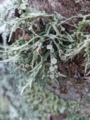Ramalina stenospora