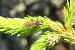 Empis