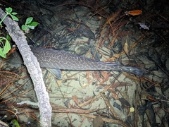 Lepisosteus oculatus