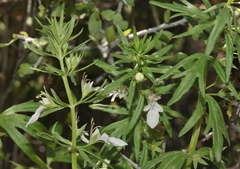 Teucrium laciniatum
