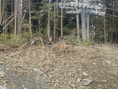 Odocoileus hemionus sitkensis