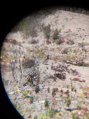 Thinocorus rumicivorus