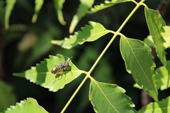 Mischocyttarus mexicanus
