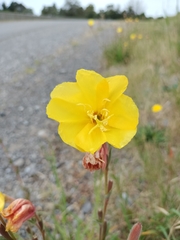 Oenothera stricta