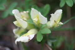 Chamaecytisus