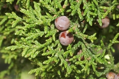 Juniperus coahuilensis