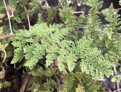 Myriopteris myriophylla