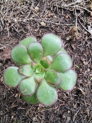 Aeonium