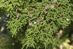 Juniperus coahuilensis