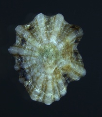 Siphonaria alternata