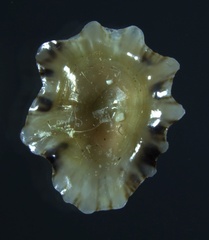 Siphonaria alternata