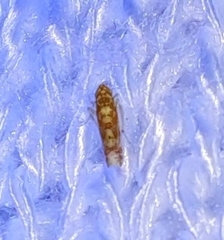Dikrella maculata