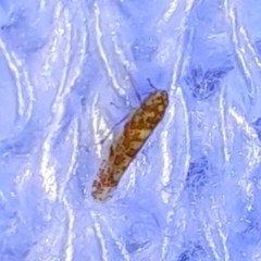 Dikrella maculata