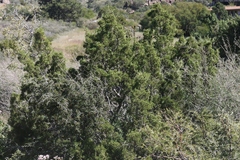 Juniperus coahuilensis