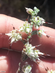 Erica xeranthemifolia