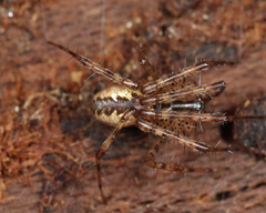 Pityohyphantes