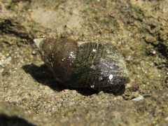 Austrolittorina cincta