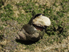 Austrolittorina cincta