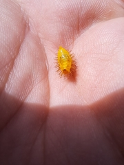 Henosepilachna vigintioctopunctata