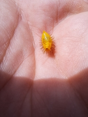 Henosepilachna vigintioctopunctata