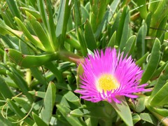 Carpobrotus