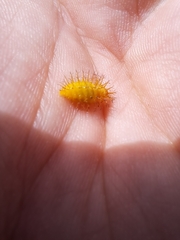 Henosepilachna vigintioctopunctata