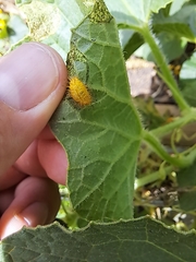 Henosepilachna vigintioctopunctata