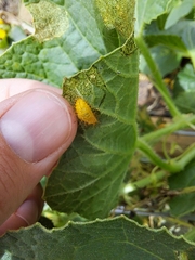 Henosepilachna vigintioctopunctata