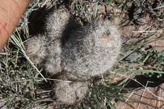 Escobaria dasyacantha