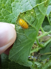 Henosepilachna vigintioctopunctata