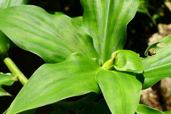 Costus pictus