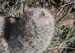 Escobaria dasyacantha