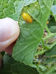 Henosepilachna vigintioctopunctata