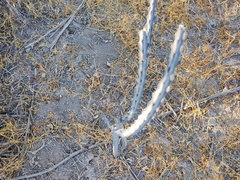 Peniocereus johnstonii