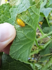 Henosepilachna vigintioctopunctata