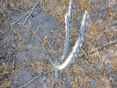 Peniocereus johnstonii