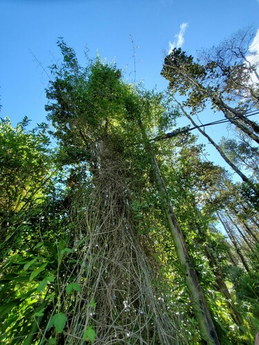 Chromolaena odorata observed 2021-10-20