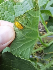 Henosepilachna vigintioctopunctata