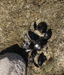 Xenostrobus neozelanicus