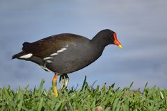 Gallinula galeata