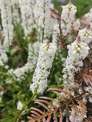 Stackhousia monogyna