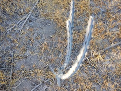 Peniocereus johnstonii