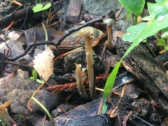 Psilocybe
