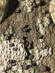 Austrolittorina cincta